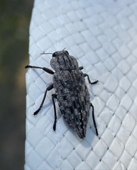 Dicerca moesta