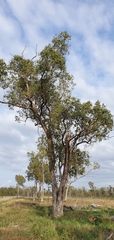 Eucalyptus populnea