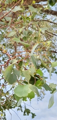 Eucalyptus populnea