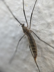 Tipula pagana