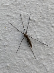 Tipula pagana