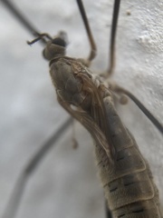 Tipula pagana