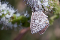 Leptotes pirithous