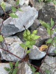 Mirabilis longiflora
