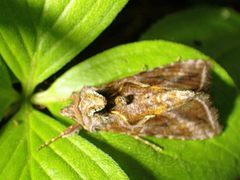 Autographa rubidus