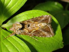 Autographa rubidus