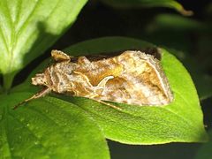 Autographa rubidus