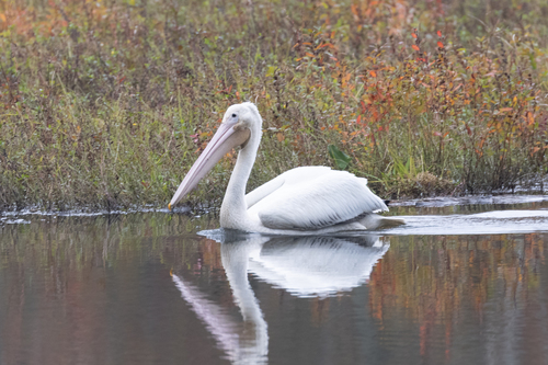 American White Pelican photographed in Georgia