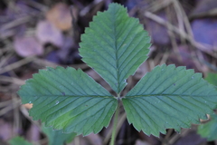 Fragaria moschata
