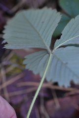 Fragaria moschata
