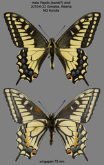 Papilio machaon dodi