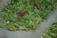Troglodytes aedon
