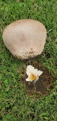Calvatia cyathiformis