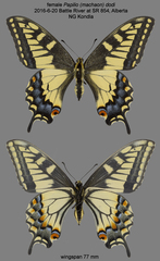 Papilio machaon dodi