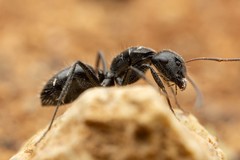 Camponotus trepidulus