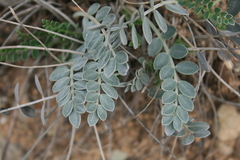 Astragalus spruneri