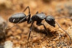 Camponotus trepidulus