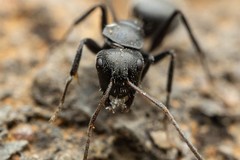 Camponotus trepidulus
