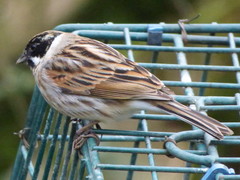 Emberiza schoeniclus