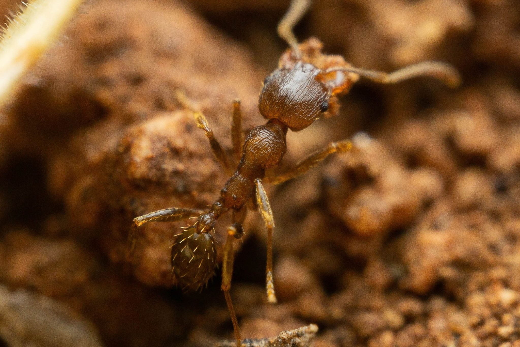 Pheidole virago