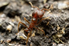 Pheidole obtusospinosa