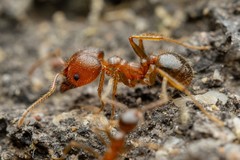 Pheidole obtusospinosa