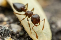 Crematogaster dentinodis