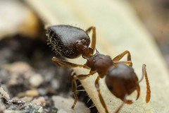 Crematogaster dentinodis