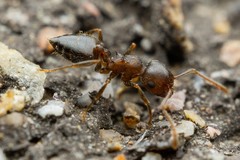Crematogaster dentinodis