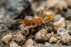 Pheidole pilifera