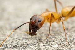 Camponotus festinatus