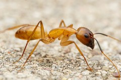 Camponotus festinatus