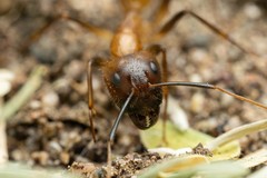 Camponotus festinatus