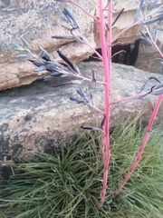 Puya coerulea