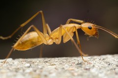 Camponotus festinatus