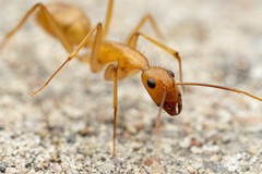 Camponotus festinatus