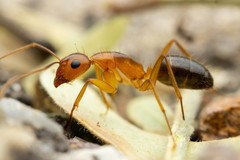 Camponotus vafer