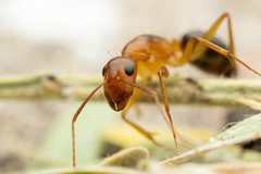 Camponotus vafer