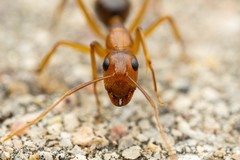 Camponotus vafer