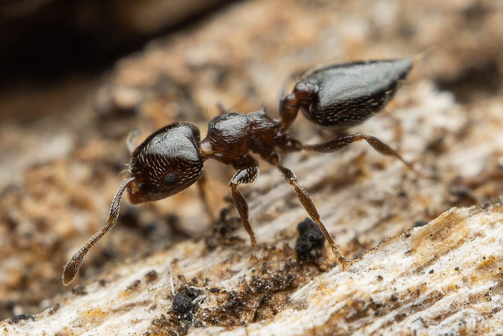 Crematogaster torosa