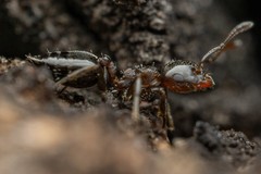 Crematogaster torosa