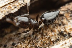 Crematogaster torosa