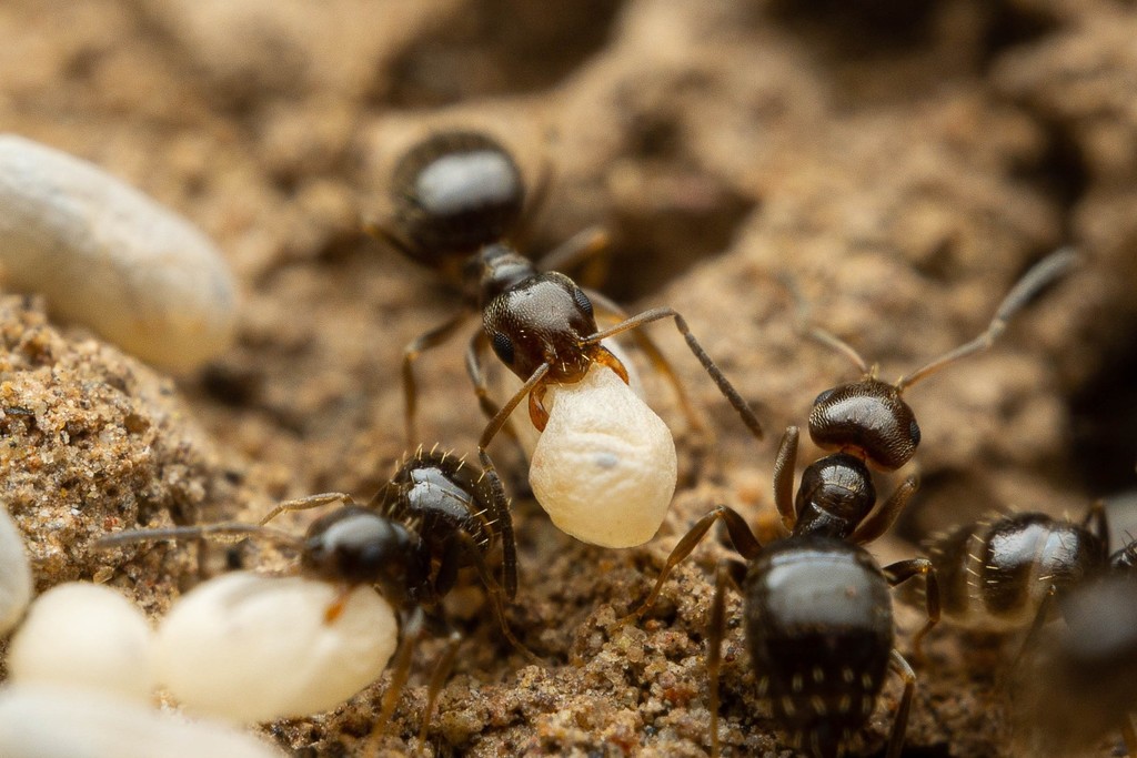 Myrmelachistine Ants