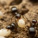Myrmelachistine Ants - Photo (c) Jake Nitta, some rights reserved (CC BY), uploaded by Jake Nitta