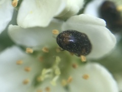 Trogoderma argentina