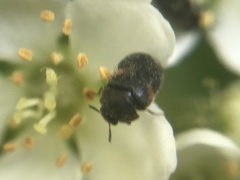 Trogoderma argentina