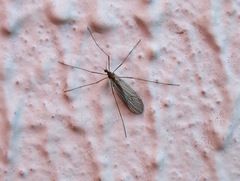 Trichocera hiemalis