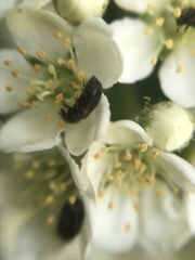 Trogoderma argentina