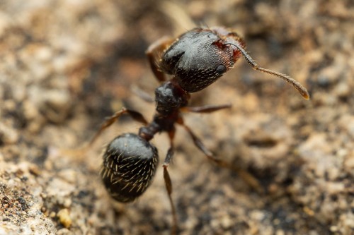 Pheidole sciophila