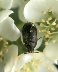 Trogoderma argentina